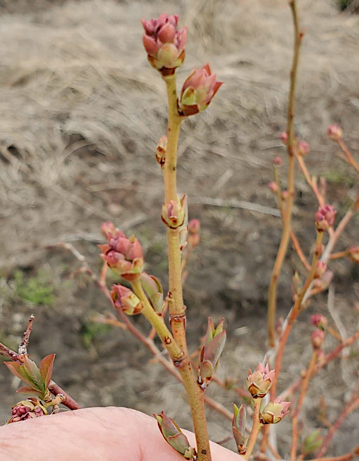 Blueberries at tight cluster stage.